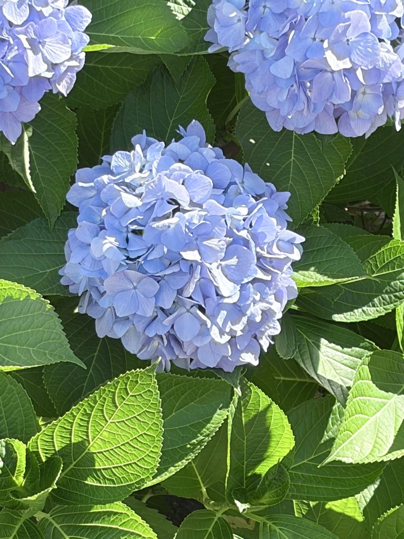 Content image