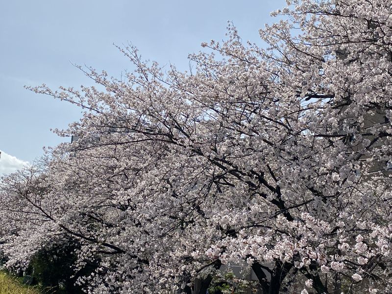 オタク と マニア の違いwww Alis