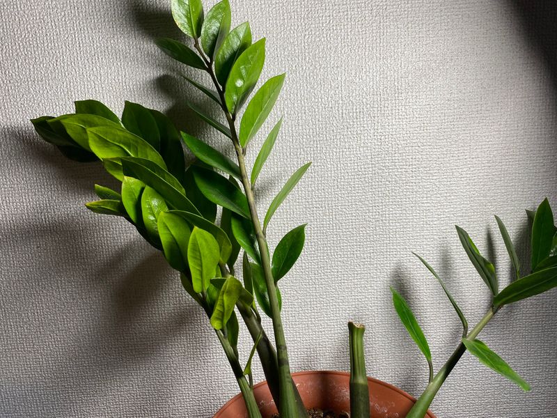 観葉植物 ザミオクルカス ザミーフォリア 葉挿し編 １日目 Alis