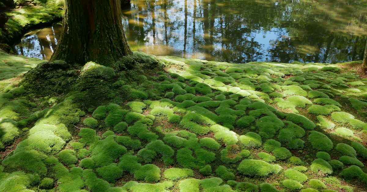 世界遺産 京都・苔寺（西芳寺）にて緑の世界にひたる | ALIS