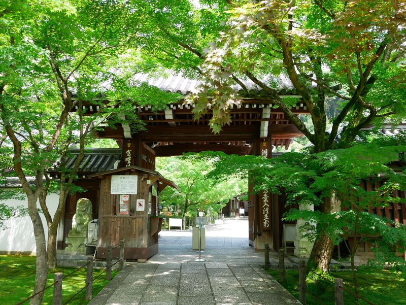 京都の紅葉の定番 永観堂は夏の青もみじも美しかった Alis