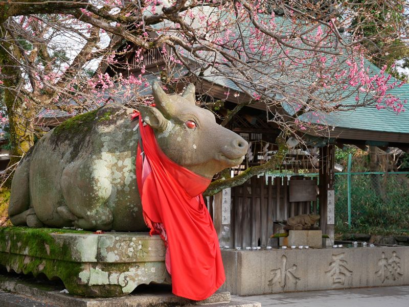 かの有名な京都 北野天満宮の飛梅が今春も咲く Alis