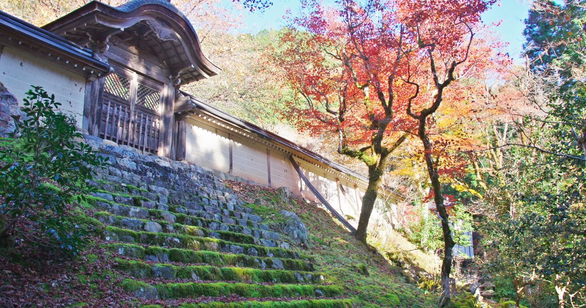 京都京北・常照皇寺の紅葉にさす秋の優しい光を浴びて | ALIS