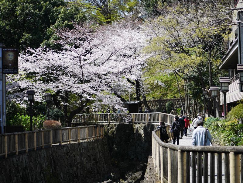 東京都北区王子界隈で花見 穴場かも Alis