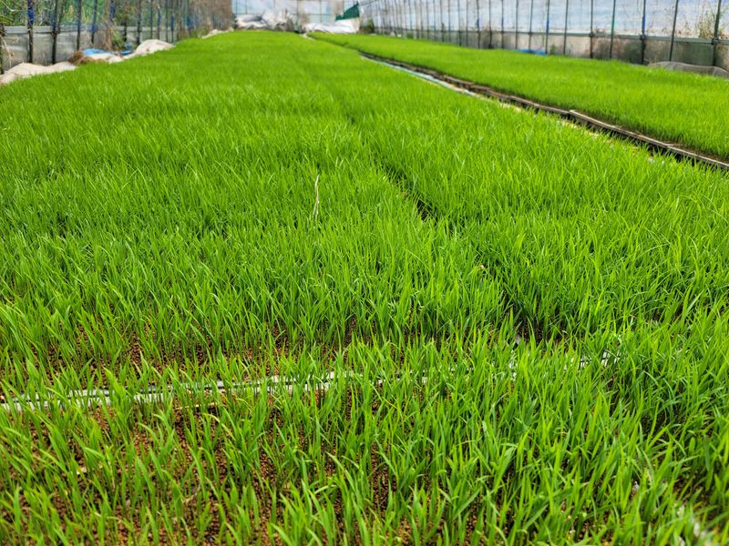 【稲作】田植え前の肥やし撒き～（2021/05/15）
