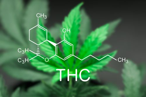 その他 マリファナ ヘンプ Thc 大麻の用語 Alis