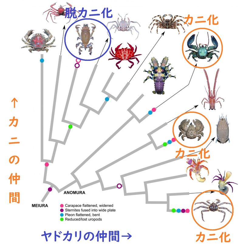 なぜ進化はカニを好むのか | ALIS