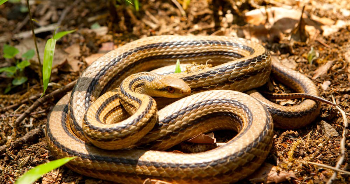 【生物】これで全部！〜日本本土に生息するヘビと毒ヘビ〜 | ALIS