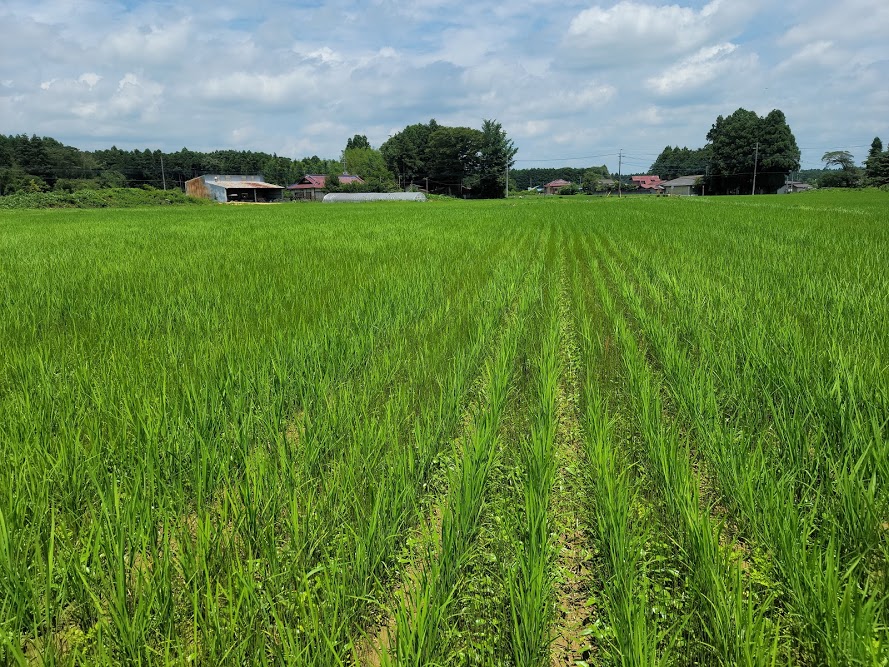 【稲作】やっと梅雨明け！田んぼに雑草が増えてきました（2021/07/17）