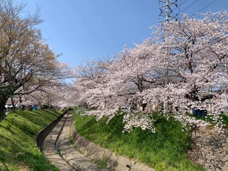小京都の街の桜をalisの皆んなで花見 足利市編 Alis