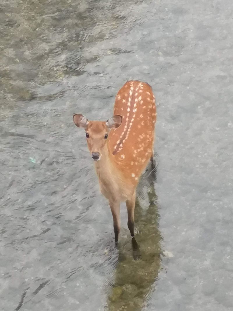 Content image