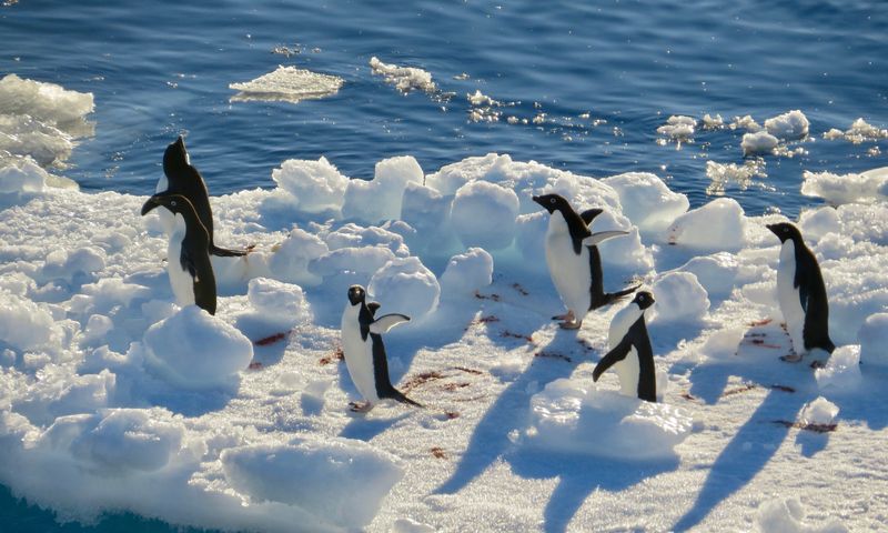 南極航海 吠える40度 狂う50度 絶叫する60度 Alis