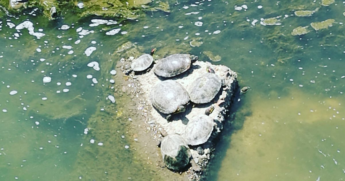 関西語講座 ３ でけへん と できひん Alis