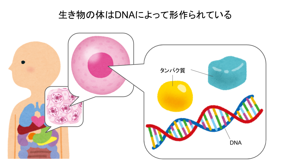 遺伝病を治療するrnai治療法の米国fda認可2018810 Alis