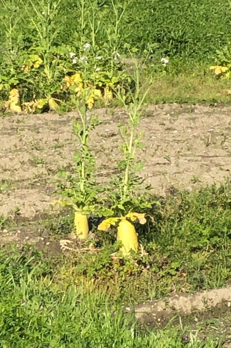 大根の花が咲く季節になりました 最近の世界の動き Alis