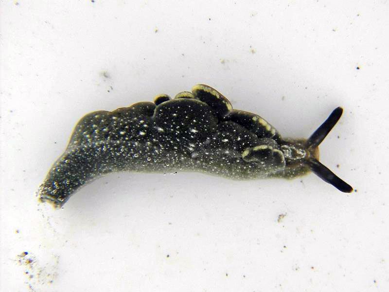 52 ゴクラクミドリガイ科の小さくて 地味 で 似たようなウミウシたち1 Alis