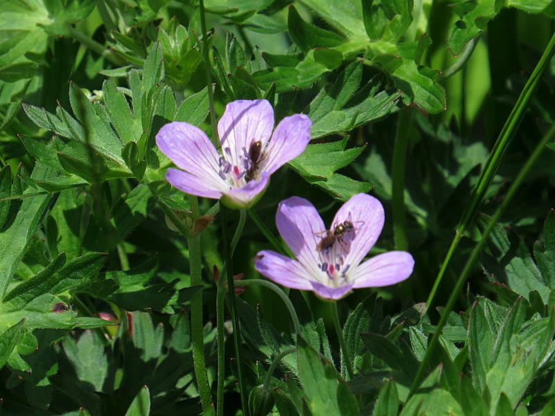 37 植物探訪 高山植物 フウロソウ属の花たち 低山から高山まで Alis