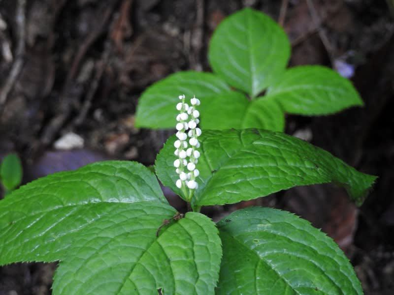 19 植物探訪 ヒトリシズカ フタリシズカ 静御前の舞姿が由来 Alis