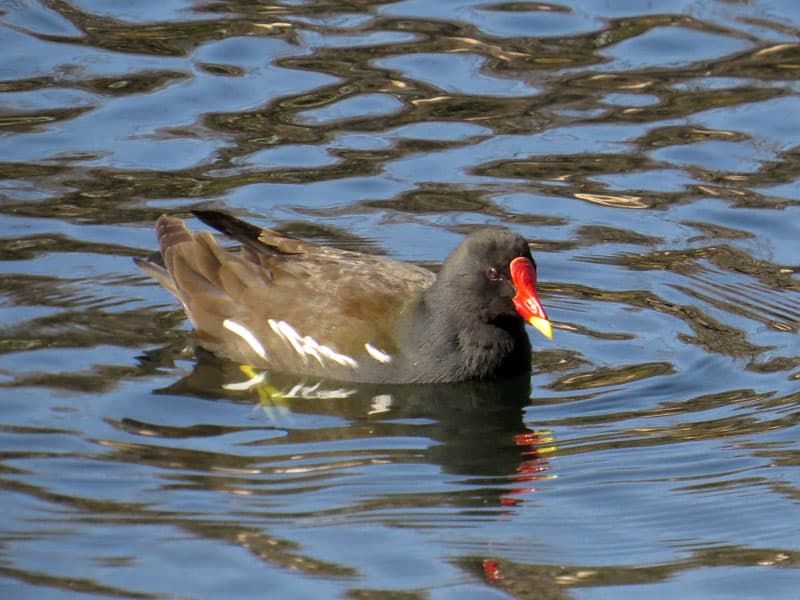 38 鳥 バン 赤い口ばし 東日本では夏鳥 Alis