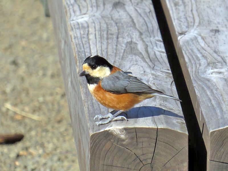 52 鳥 留鳥タイプ ヤマガラ おみくじを引く芸をしていました Alis