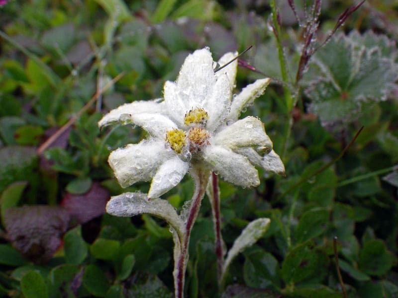 27.植物探訪 ウスユキソウ薄く雪をかぶったような花です ALIS