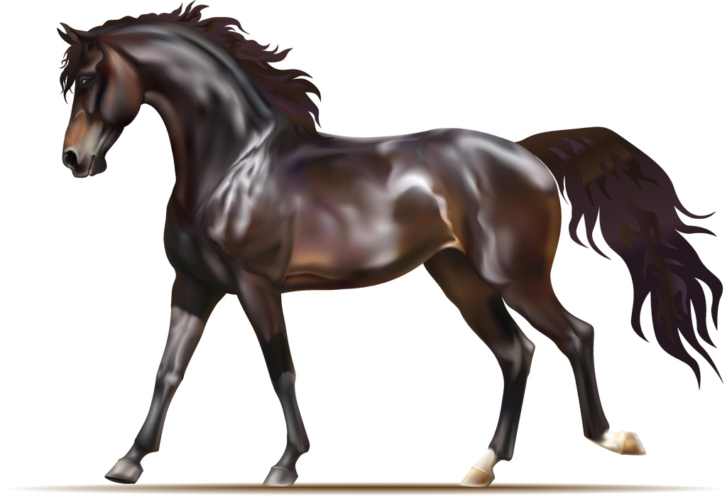 動物の画像について 綺麗なかっこいい 馬 イラスト フリー
