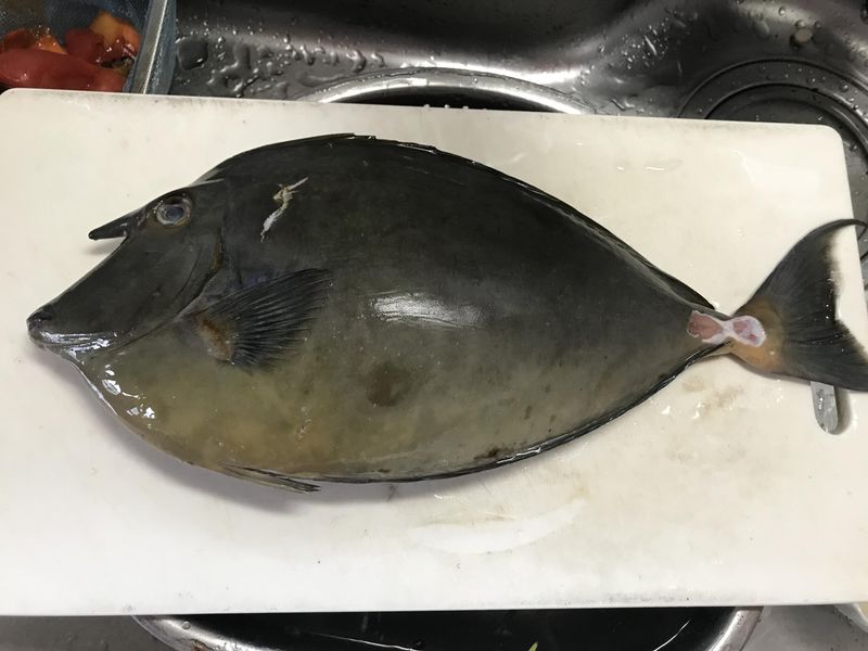 水族館の魚を食べたみた Alis