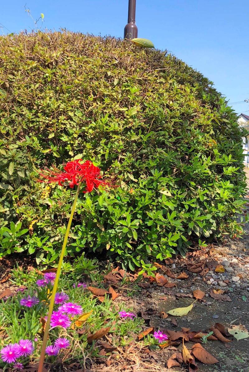 公園の植え込みの陰に彼岸花一輪 Alis