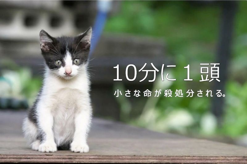 佐賀県にあるカーリース店内の猫カフェ大好評 Alis