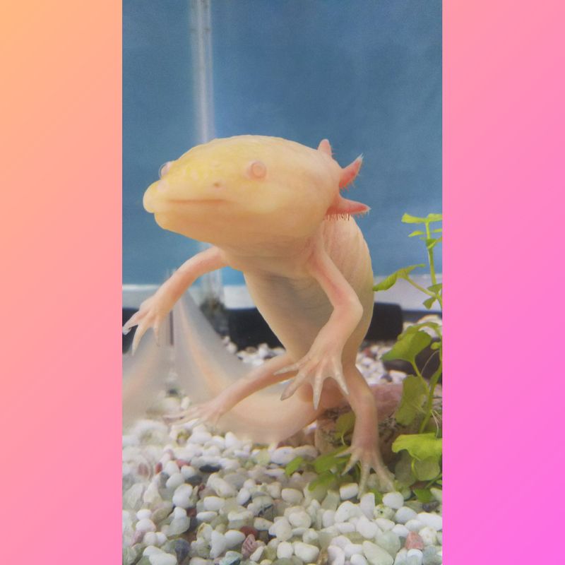 Content image