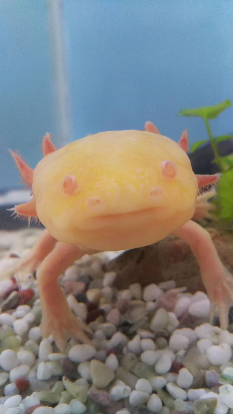 Content image