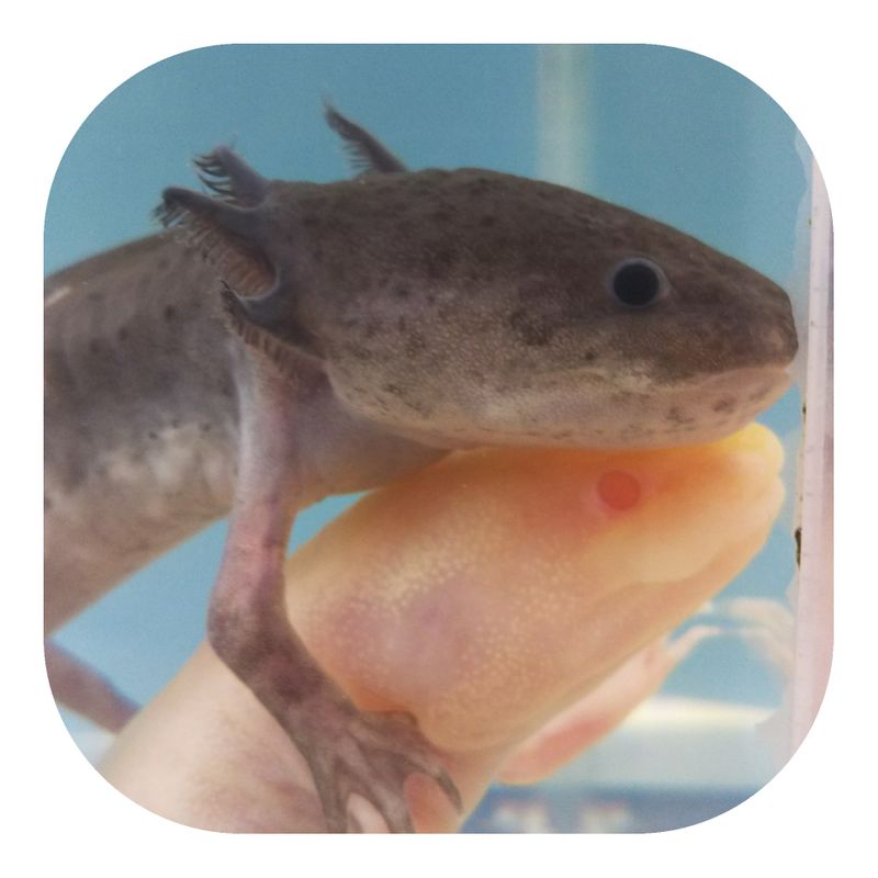 Content image