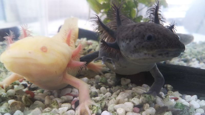 ウーパールーパーのつぶやき 36 Alis
