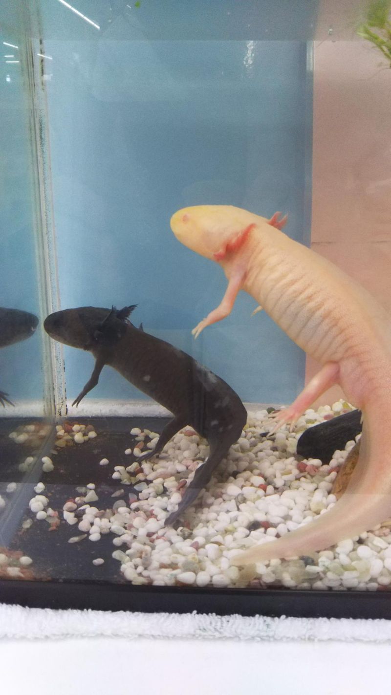 Content image