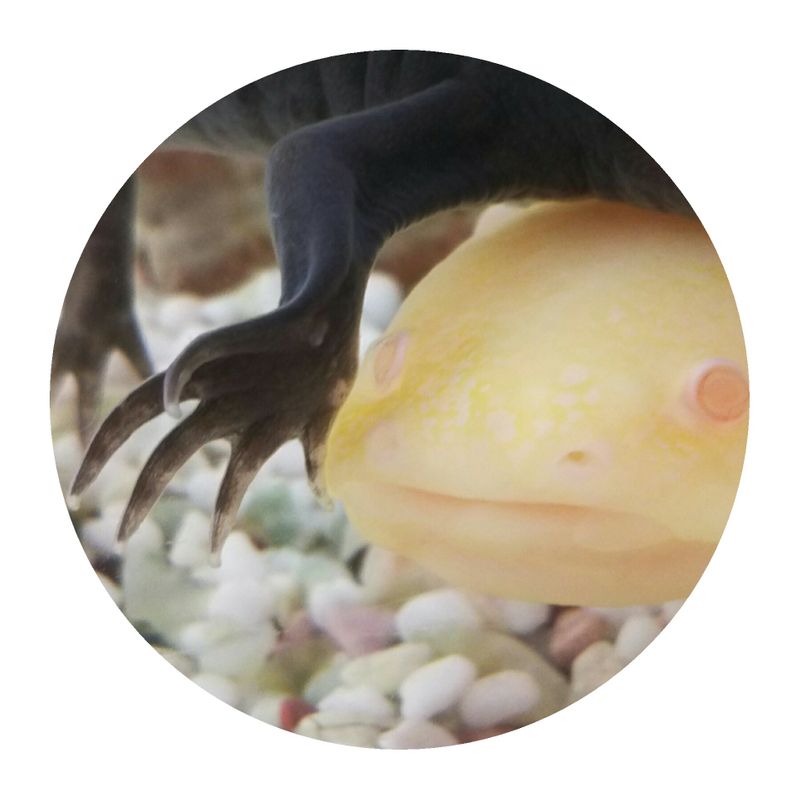 Content image