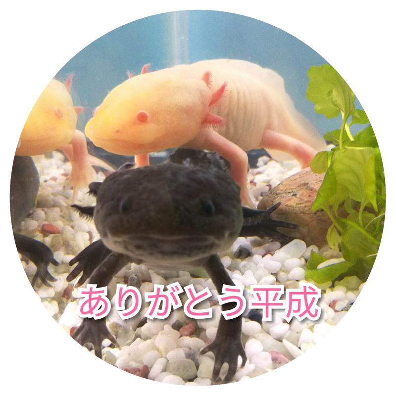 Content image