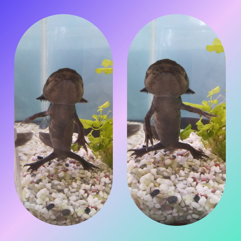 Content image
