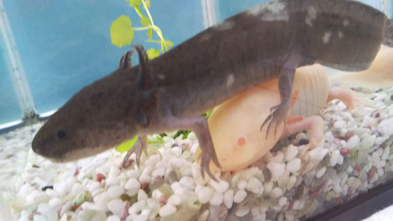 Content image