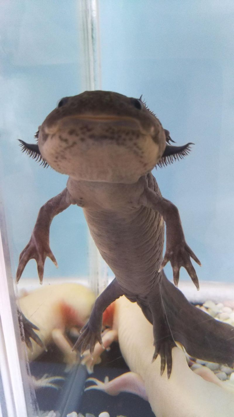 Content image