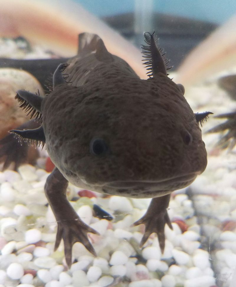 Content image