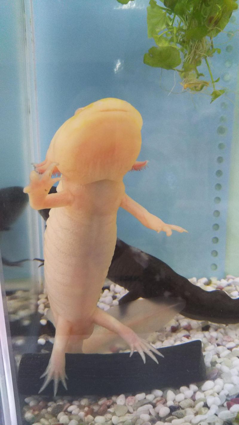 Content image