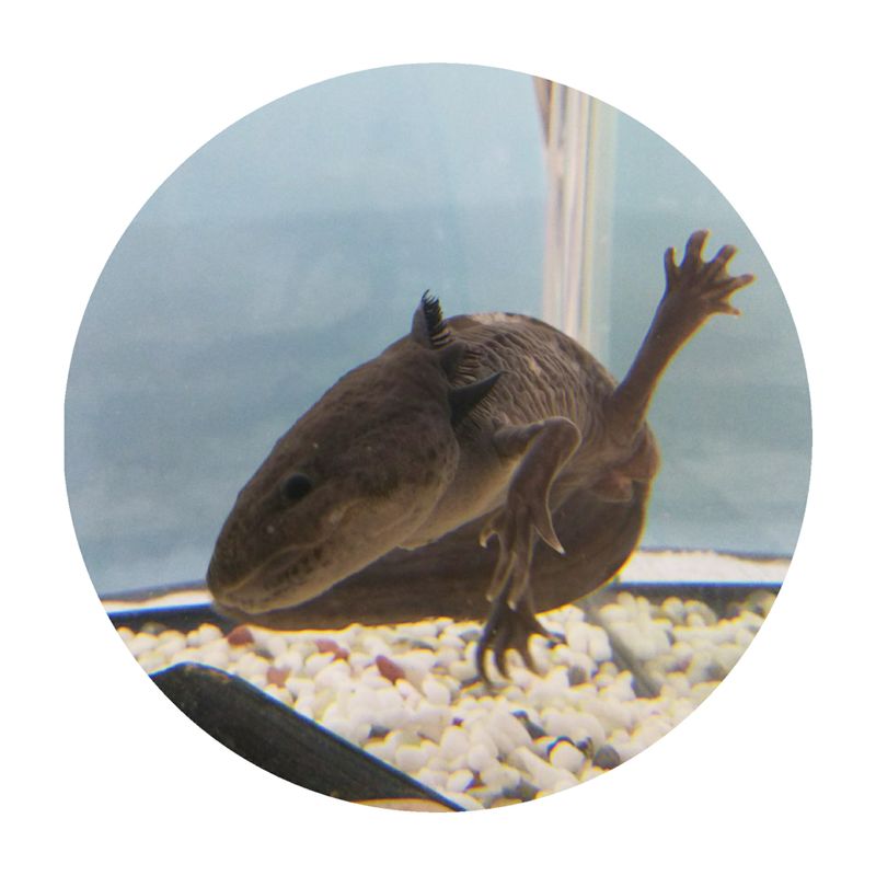 Content image