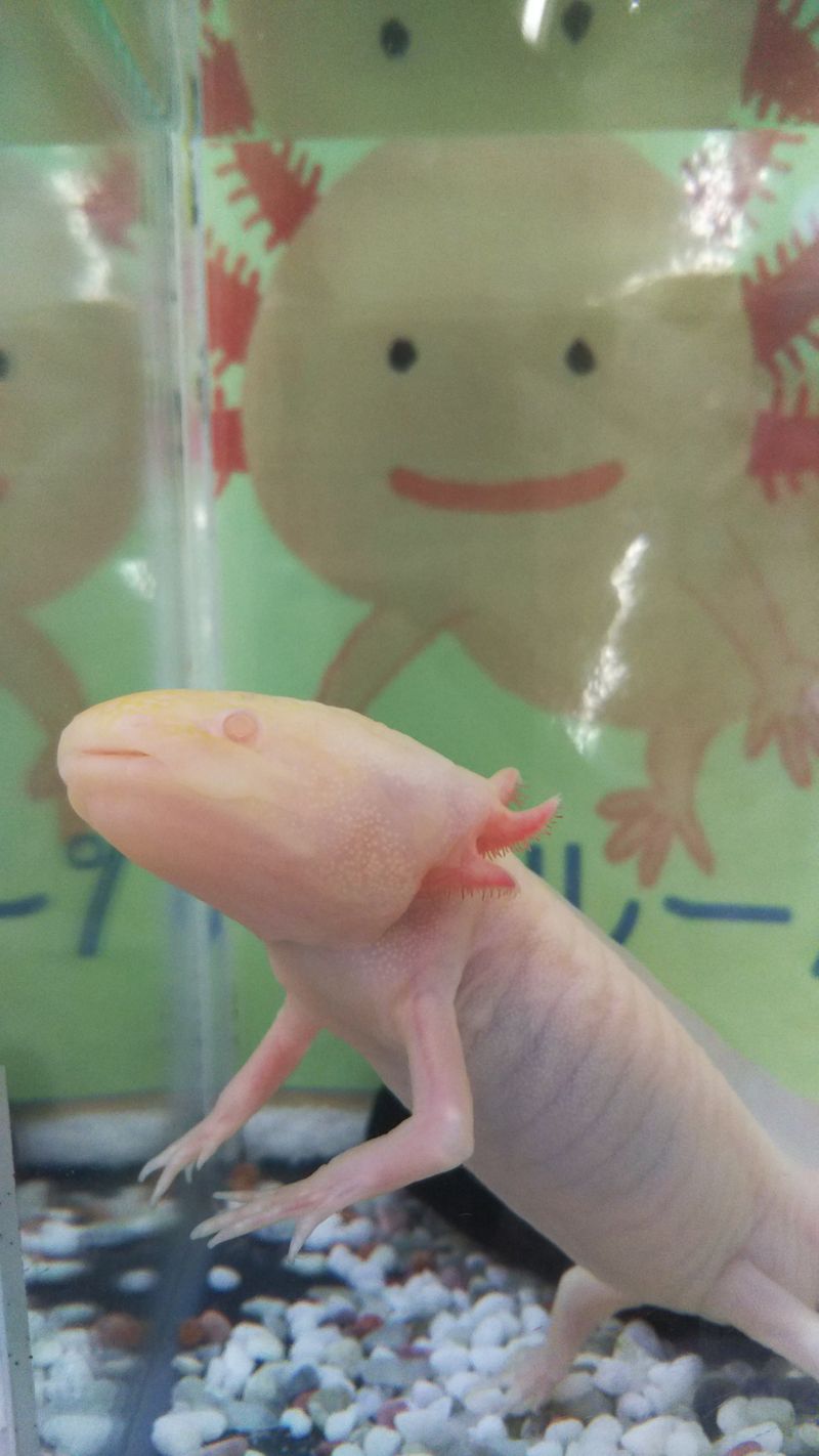 Content image