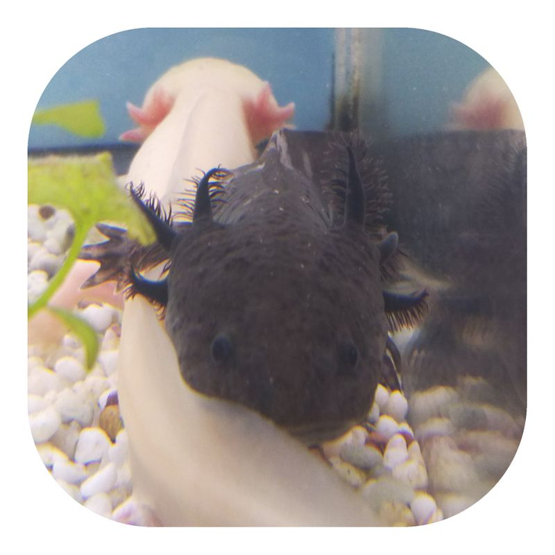 Content image