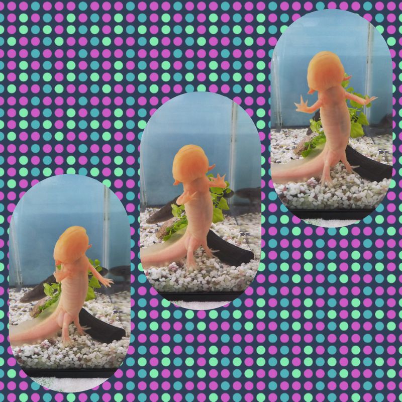 Content image
