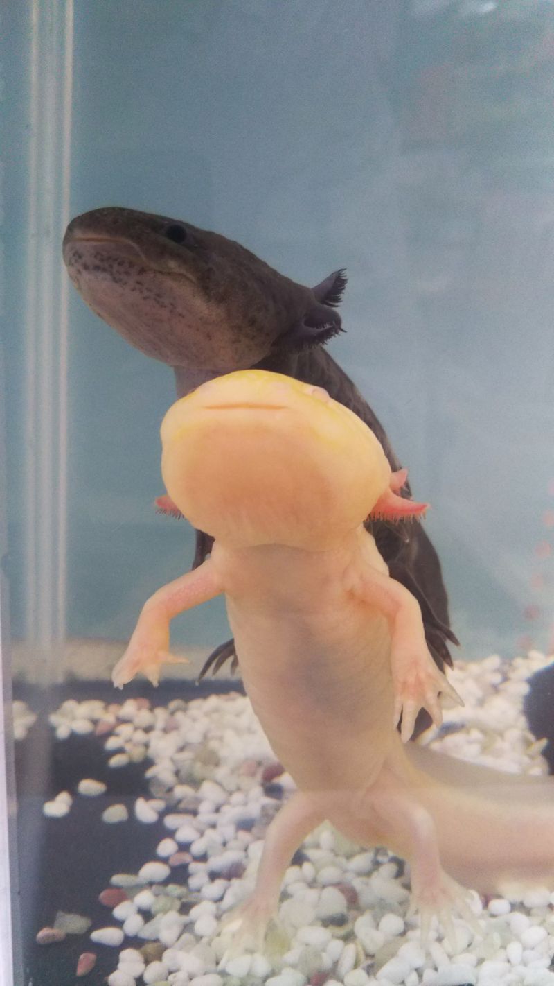 Content image