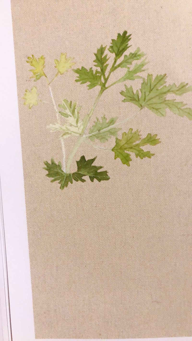 アロマ ゼラニウム Alis