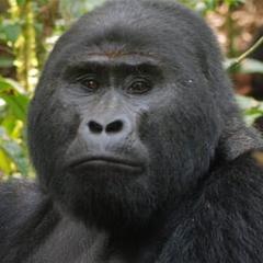 gorilla-ninja's icon'