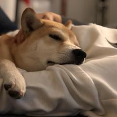 himemaru0123's icon'